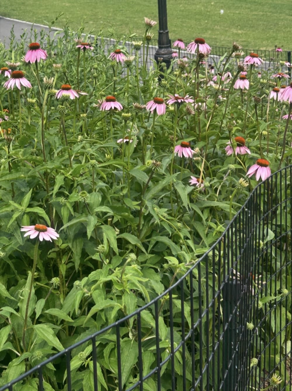 "A bunch of mini pink flowers in Central Park"